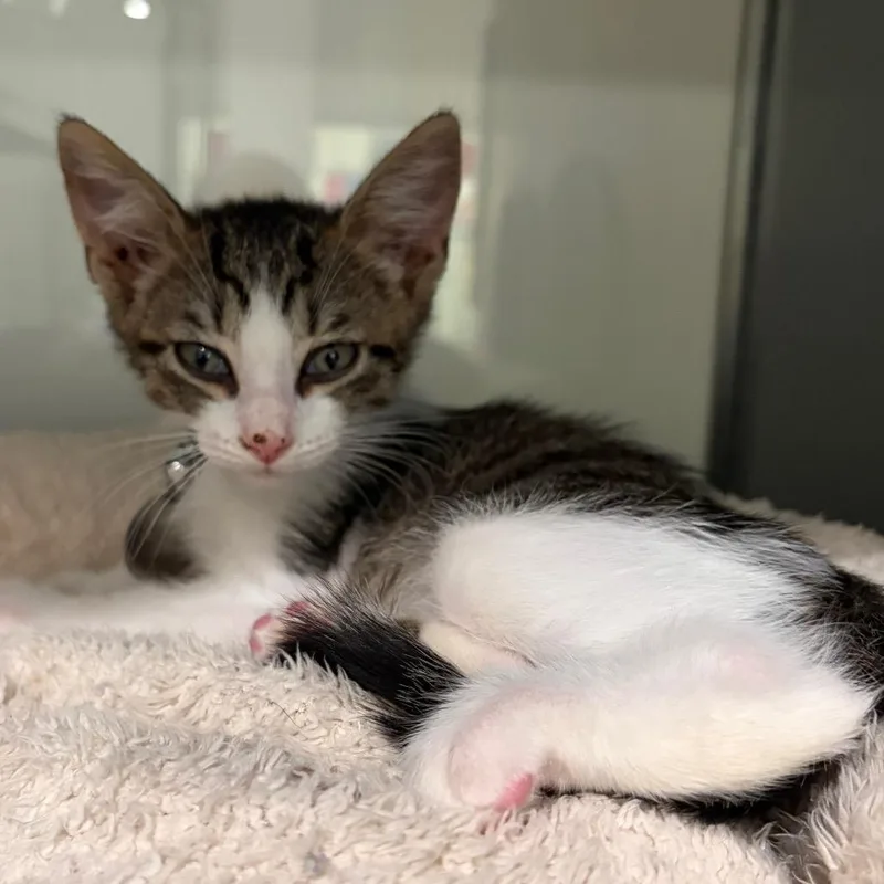 A baby small-sized male Gray / Blue / Silver Domestic Short Hair cat named H Zion for adoption in Port Washington, NY