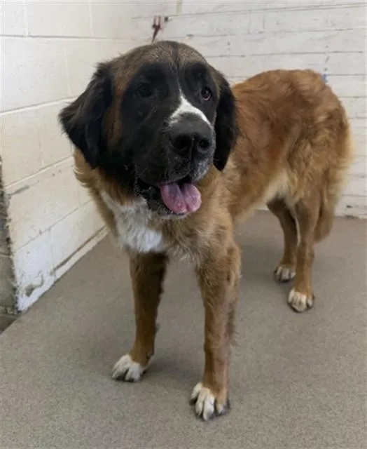 An adult extra large-sized female Saint Bernard dog named Hydrangea for adoption in San Bernardino, CA