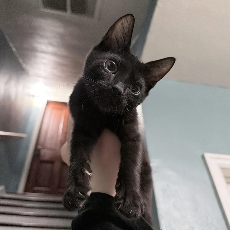 A baby medium-sized male Domestic Short Hair cat named Cosmo for adoption in Pocatello, ID