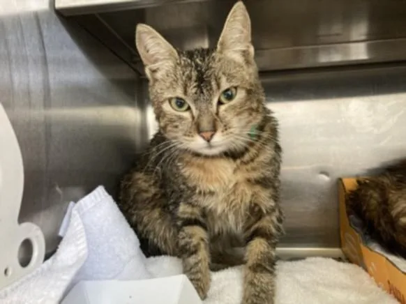 A young small-sized female Domestic Short Hair cat named Farrah for adoption in Los Angeles, CA