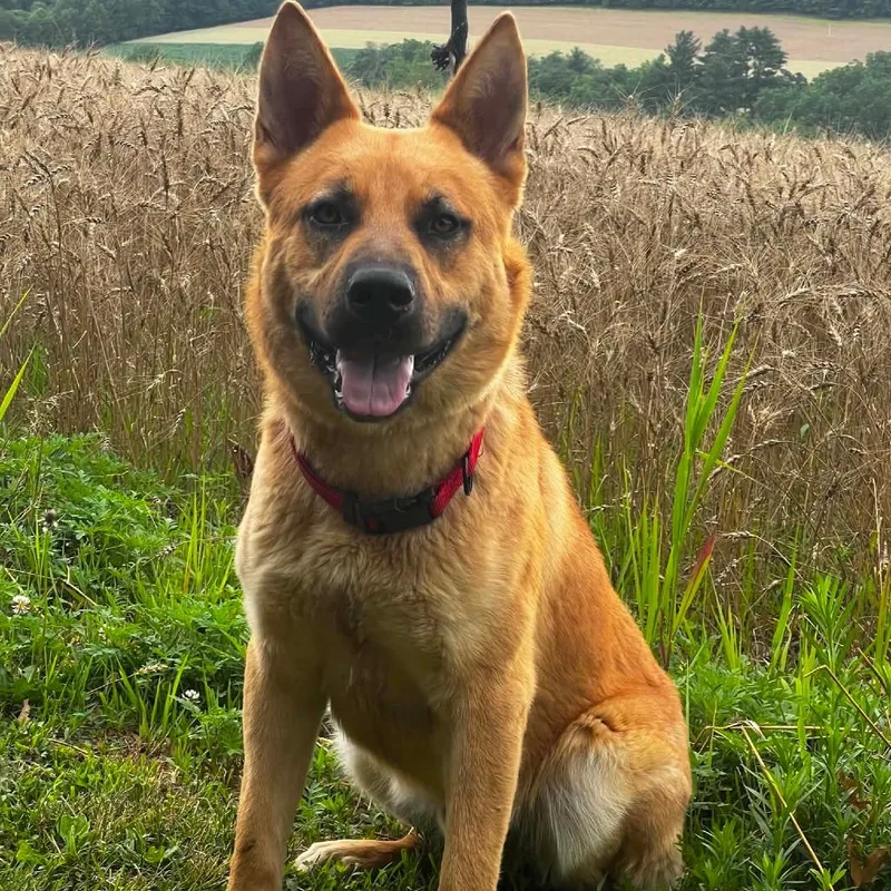 A young large-sized male Yellow / Tan / Blond / Fawn German Shepherd Dog dog named Horus for adoption in New Ringgold, PA