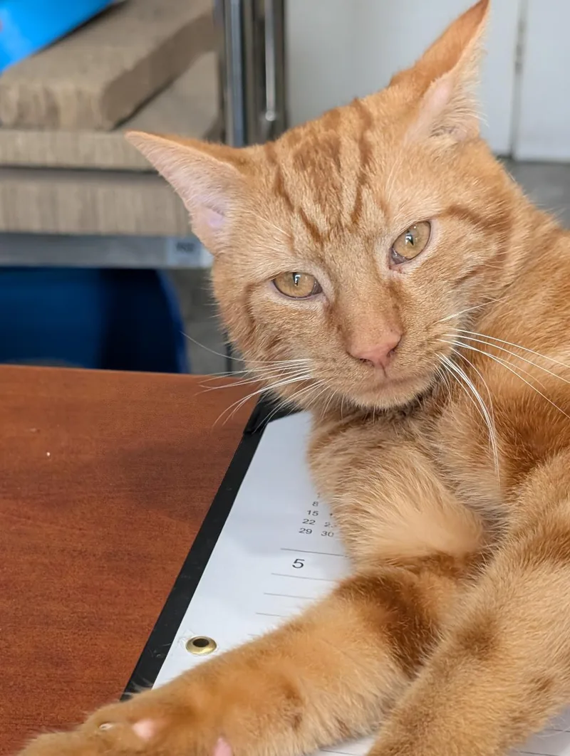 A young medium-sized male Tabby (Orange / Red) Domestic Short Hair cat named Zachary for adoption in Reisterstown, MD