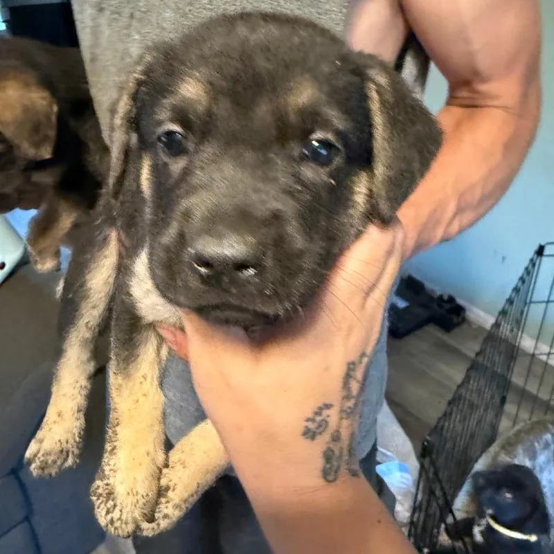 A baby large-sized female Black German Shepherd Dog dog named Sable for adoption in Columbia Station, OH