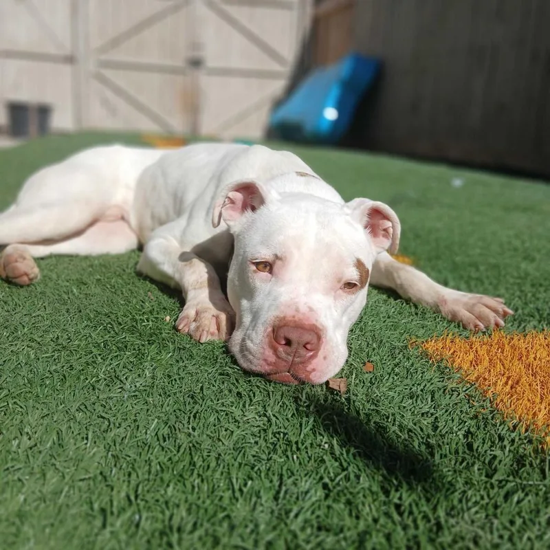 Goob Gooberson thumbnail 2