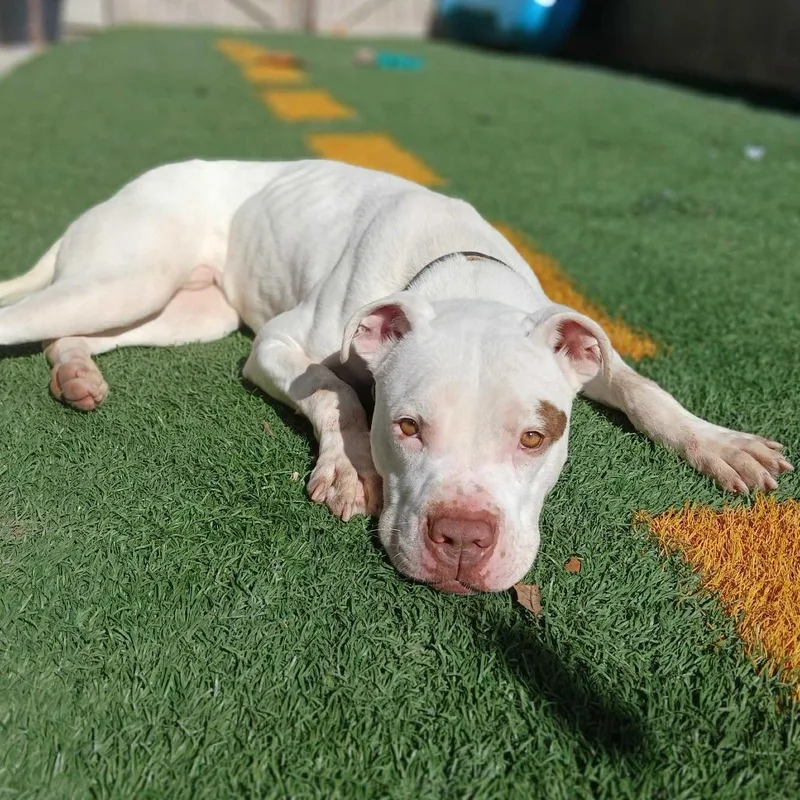 Goob Gooberson thumbnail 4