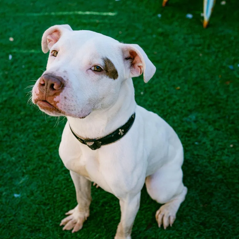 Goob Gooberson thumbnail 5