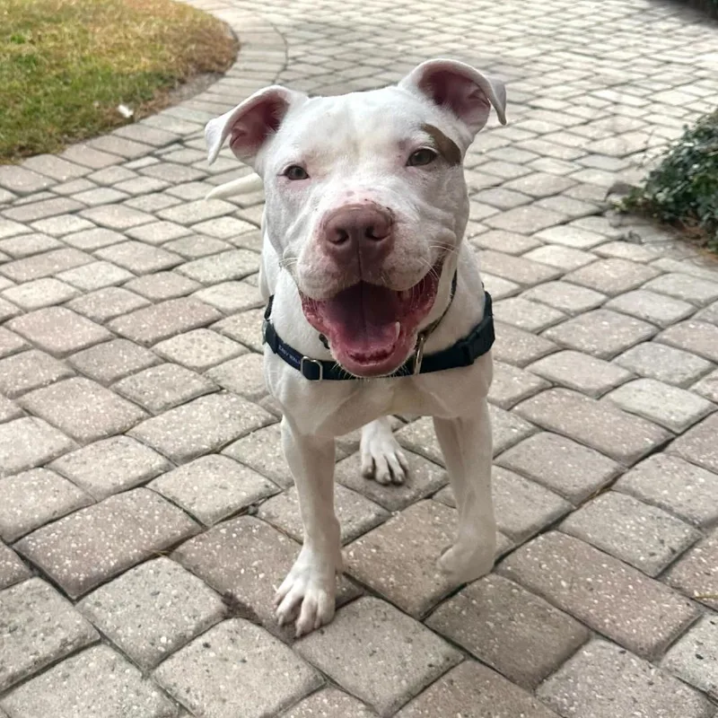 Goob Gooberson thumbnail 6