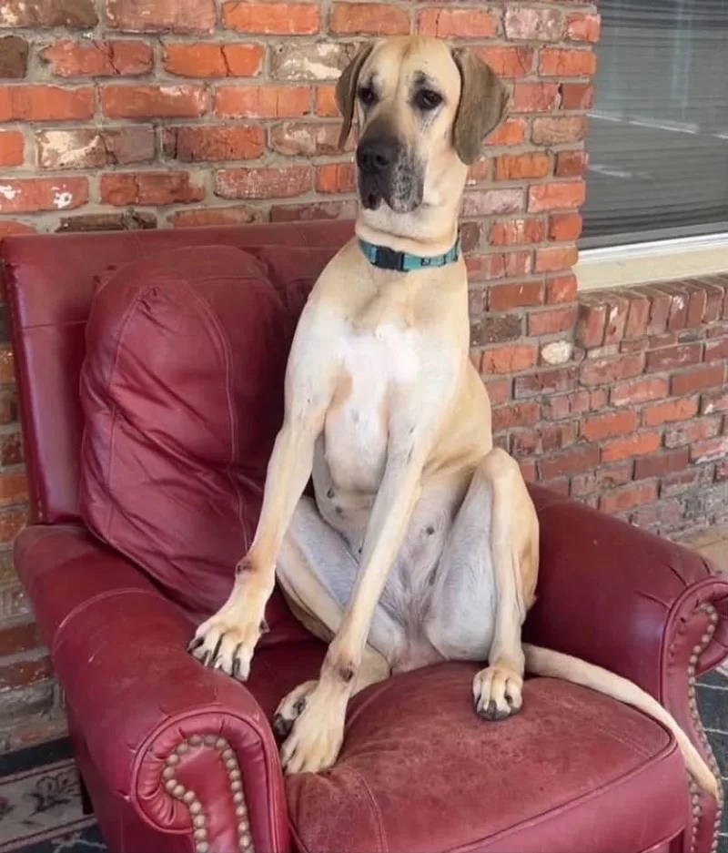 An adult extra large-sized female Apricot / Beige Great Dane dog named Coco for adoption in Williston, VT