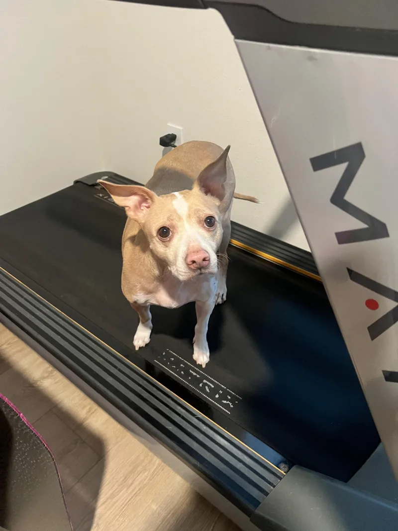 Bolt