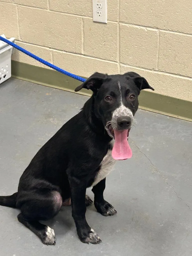 A baby medium-sized male Labrador Retriever dog named Luke for adoption in Winder, GA