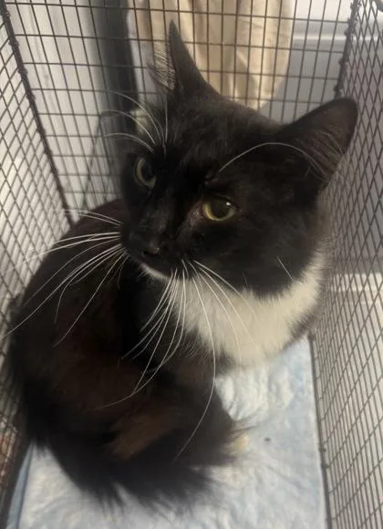 An adult small-sized male Domestic Short Hair cat named B Dom for adoption in North Charleston, SC
