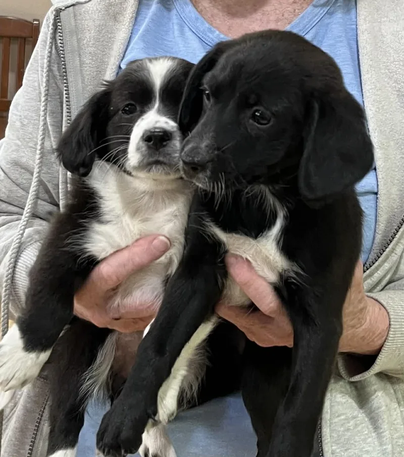 Tulip The Chiweenie Mix thumbnail 3