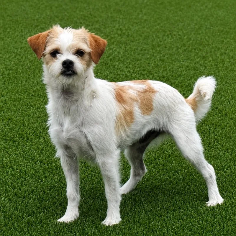 A young small-sized female Terrier dog named Pooka: Shy And Sweet for adoption in Hondo, TX