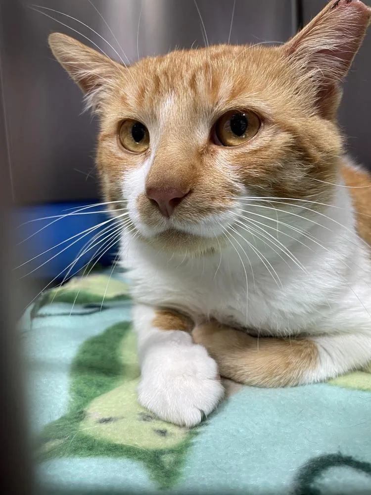 A young medium-sized male Domestic Short Hair cat named Henry IV for adoption in Ferndale, MI
