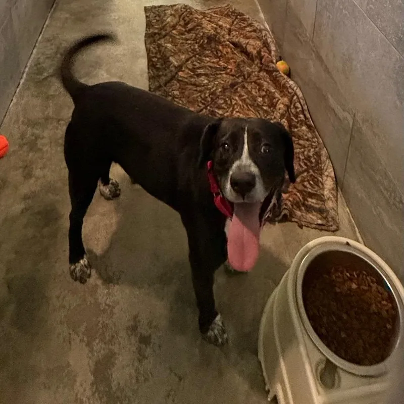 A young large-sized male Black Australian Cattle Dog / Blue Heeler dog named Spooky for adoption in Waynesburg, PA