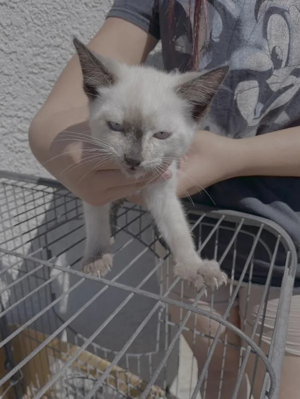 A baby medium-sized female American Shorthair cat named Jewel for adoption in Victorville, CA