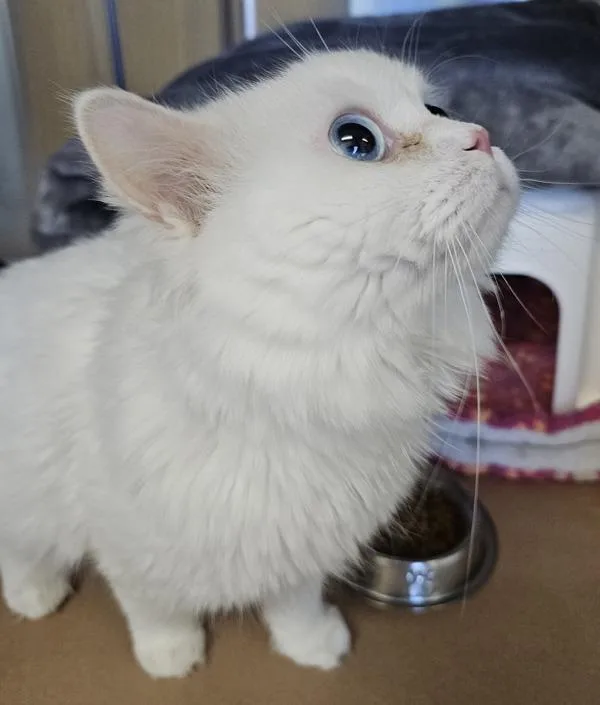 A young medium-sized male Persian cat named Blizzy for adoption in Kennewick, WA