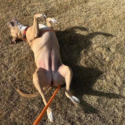 An adult large-sized female Yellow / Tan / Blond / Fawn Mixed Breed dog named Nyla for adoption in Atlanta, GA