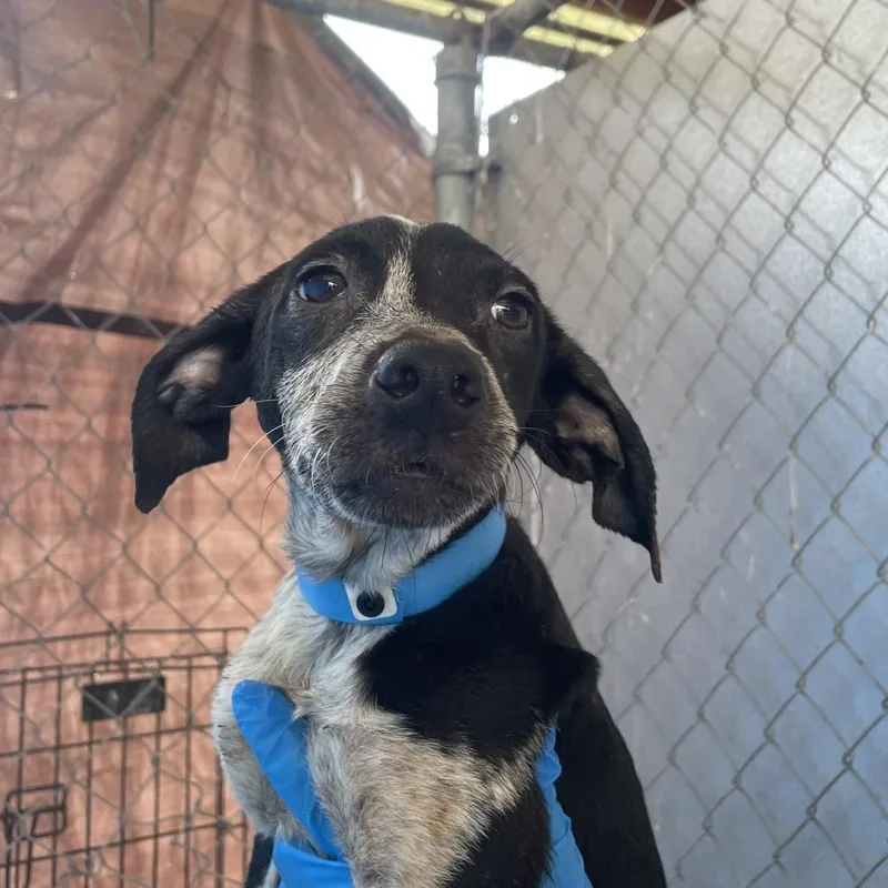 Velveeta thumbnail 2