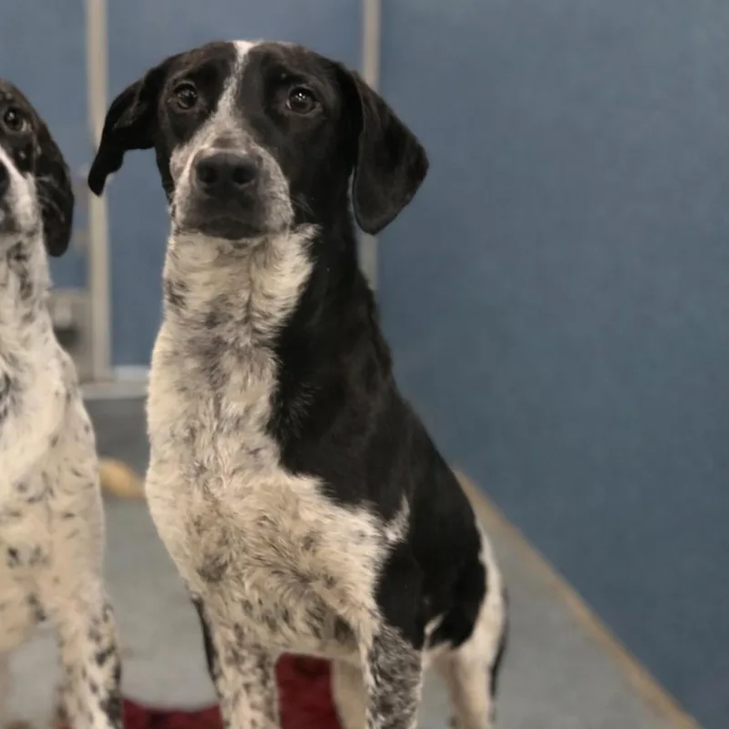 Velveeta thumbnail 3