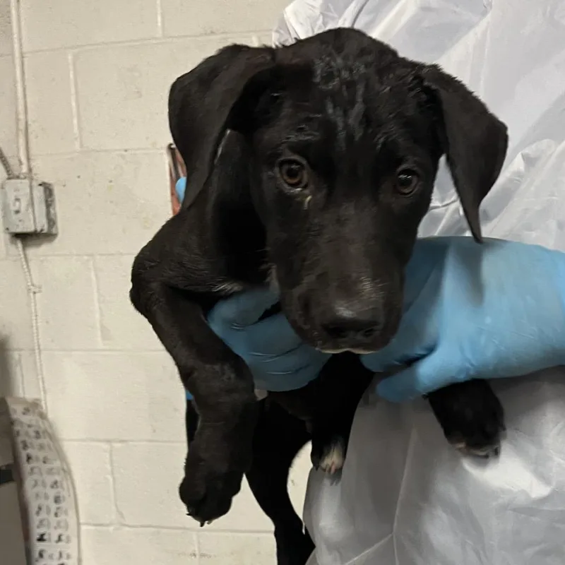 A baby small-sized male Black Labrador Retriever dog named Ziggy for adoption in Edinburg, TX