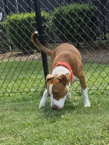 A baby medium-sized male Pit Bull Terrier dog named Meerkat for adoption in Conway, SC
