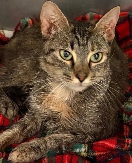 A young small-sized female Domestic Short Hair cat named Alexis for adoption in Elizabethton, TN