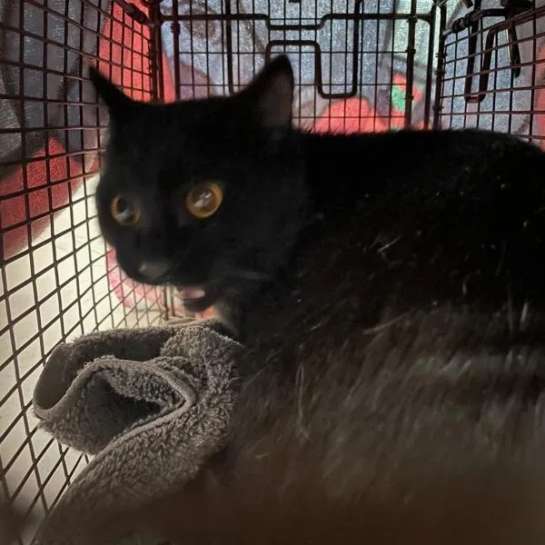 An adult small-sized male Domestic Short Hair cat named Rowan for adoption in Des Moines, IA