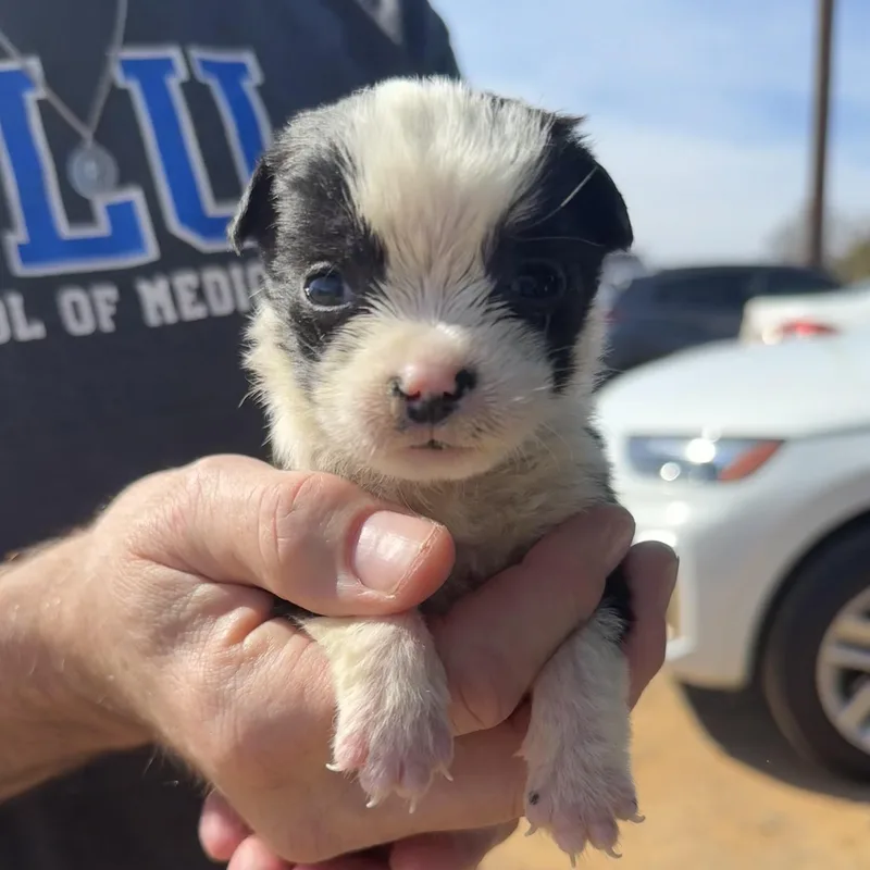 Beanie Babies thumbnail 5