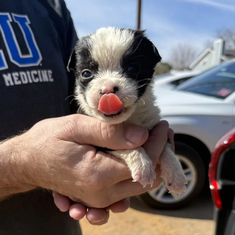 Beanie Babies thumbnail 6