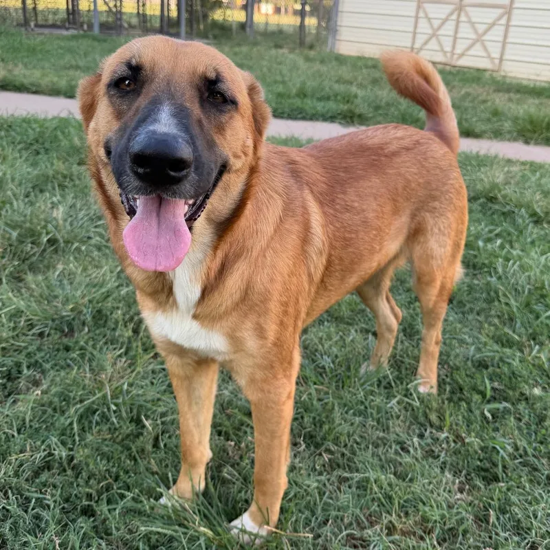 An adult large-sized female Golden Flat-Coated Retriever dog named Charlotte for adoption in Stillwater, OK