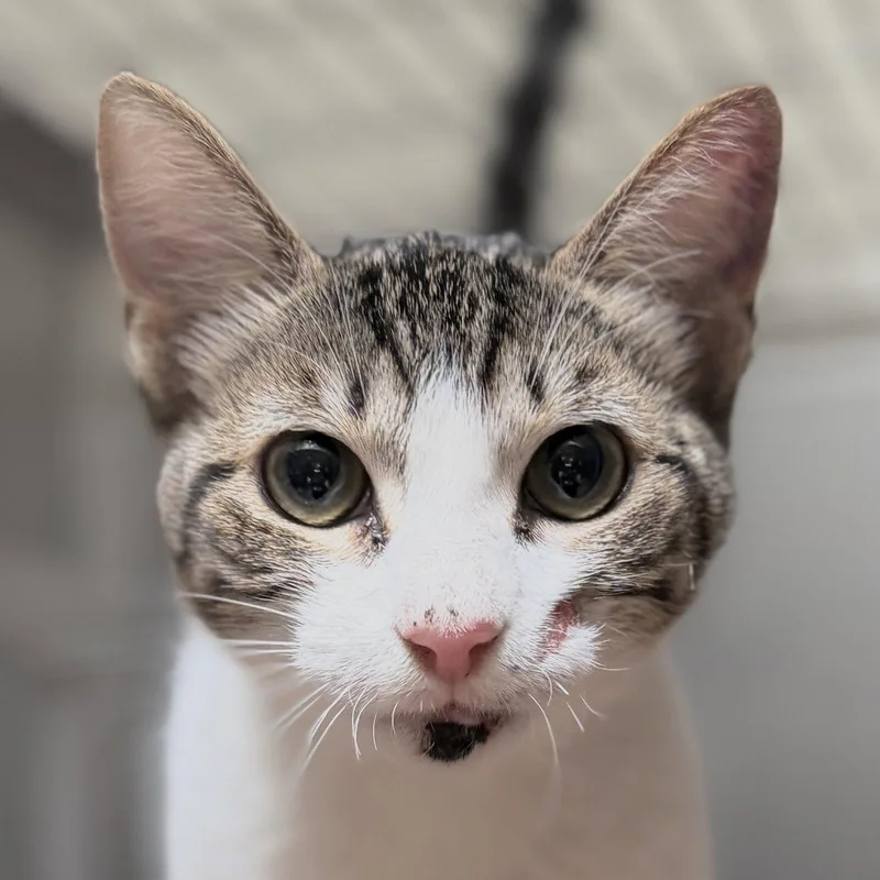A baby medium-sized female Brown / Chocolate Domestic Short Hair cat named Basil for adoption in Oakland, CA