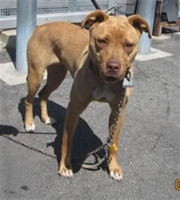 A young large-sized female American Staffordshire Terrier dog named A for adoption in Los Angeles, CA