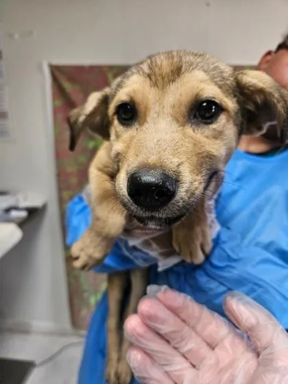 A young small-sized female Shepherd dog named Melt for adoption in San Antonio, TX