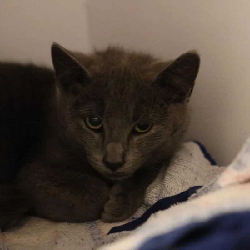 A baby small-sized male Gray / Blue / Silver Domestic Medium Hair cat named Comet for adoption in Briarcliff Manor, NY