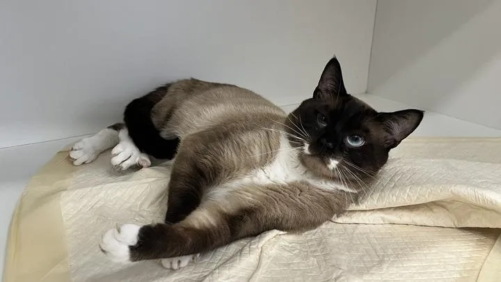 An adult large-sized male Seal Point Snowshoe cat named Opie for adoption in Chestertown, MD