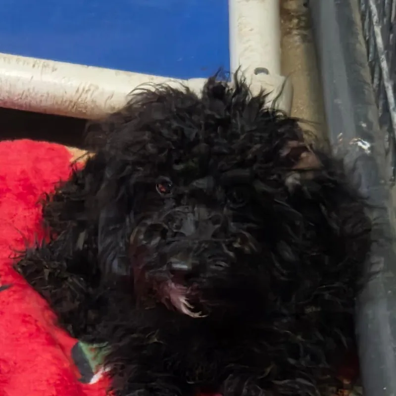 A young small-sized female Black Mixed Breed dog named Gertrude for adoption in Leander, TX