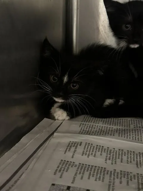 A baby small-sized female Domestic Short Hair cat named Sandy for adoption in Van Nuys, CA