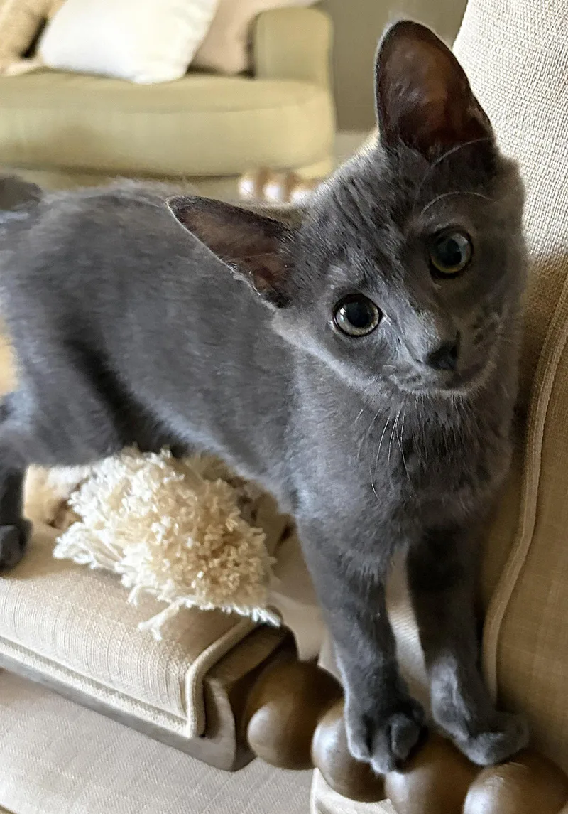 A baby medium-sized female Gray / Blue / Silver Domestic Short Hair cat named Kayak for adoption in Oviedo, FL