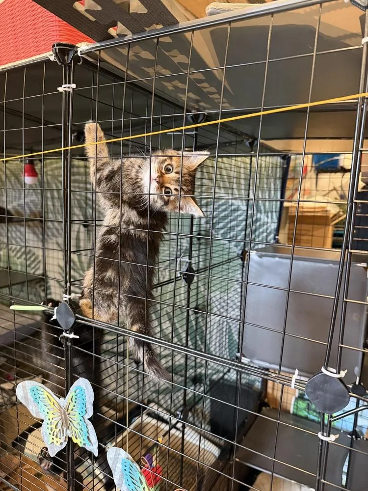 A baby small-sized female Brown / Chocolate Domestic Short Hair cat named Willow for adoption in Plymouth, MI