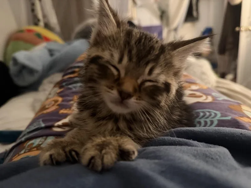 Willow thumbnail 6