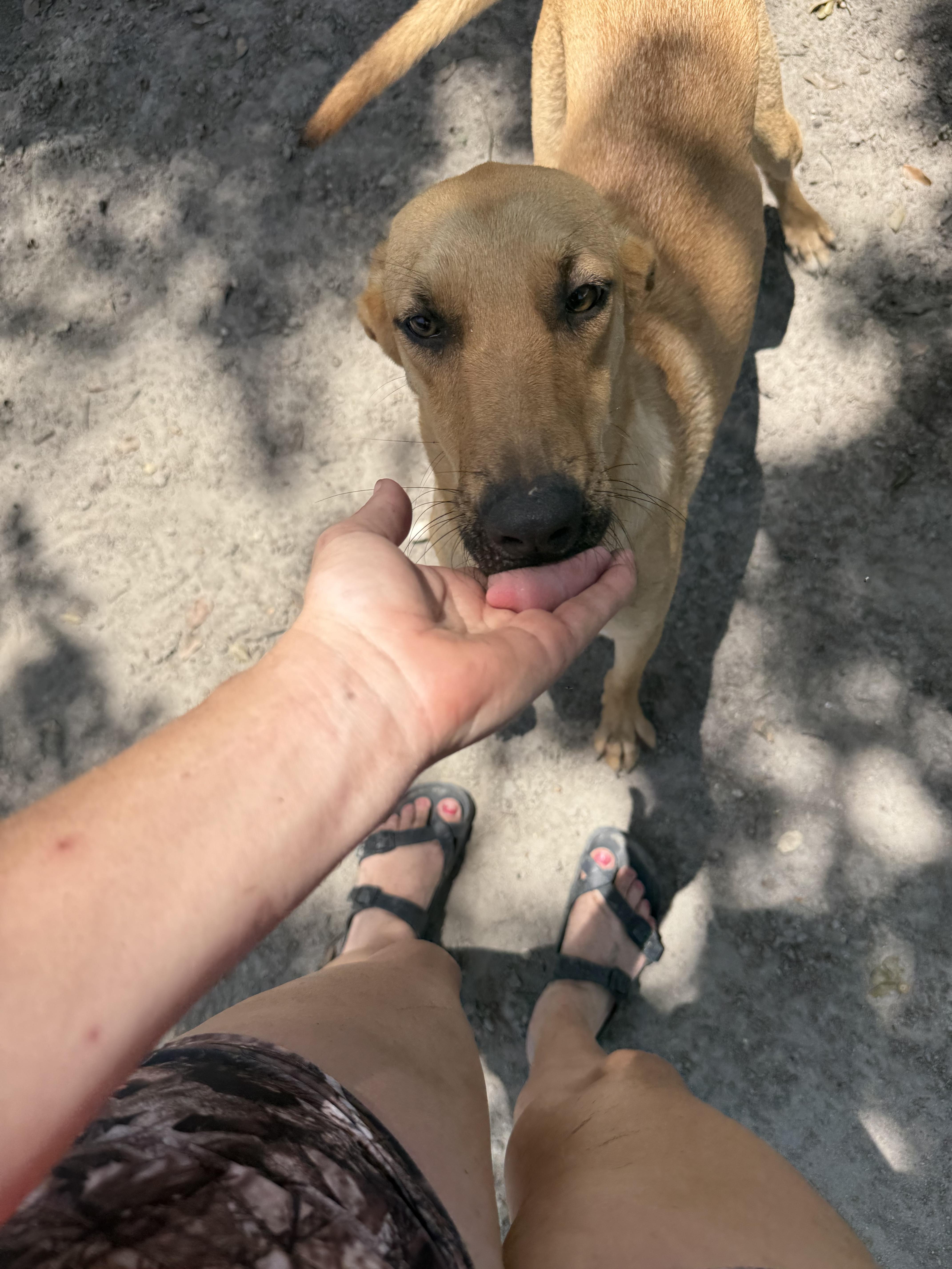 A young medium-sized male Labrador Retriever dog named Sapp for adoption in Grand ridge, FL