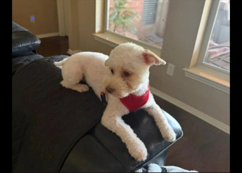 An adult small-sized male Poodle dog named Charlie for adoption in Dallas, TX