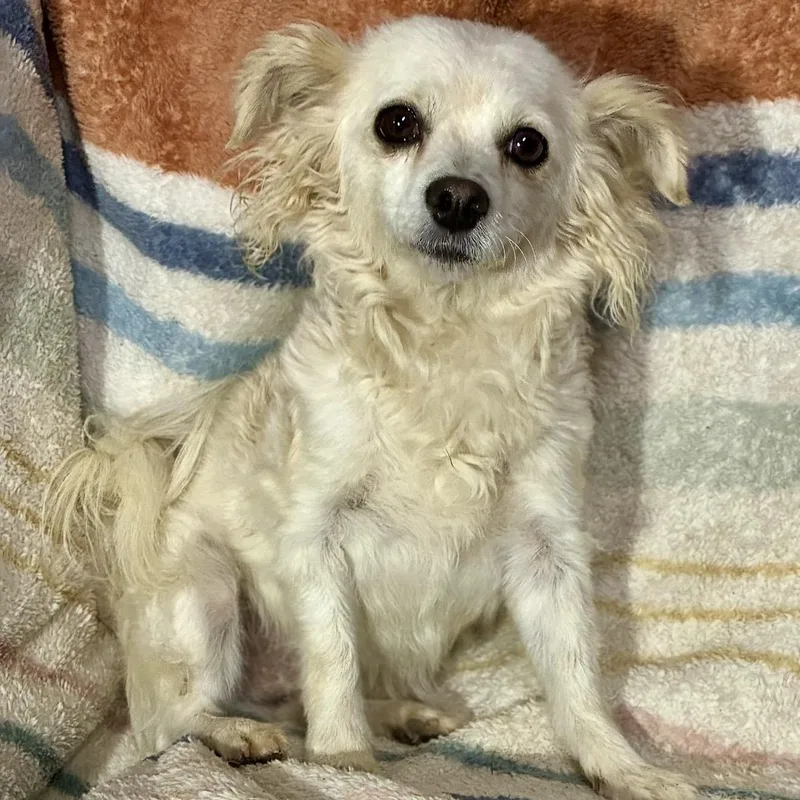 A young small-sized female White / Cream Papillon dog named Bliss for adoption in Pelham, NH