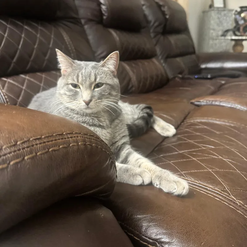 An adult small-sized male Gray / Blue / Silver Domestic Medium Hair cat named Polo  Home To for adoption in South Elgin, IL
