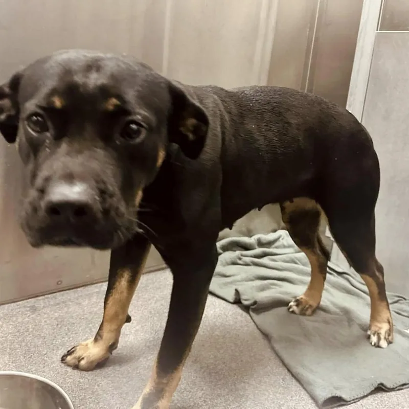 Snickers thumbnail 2