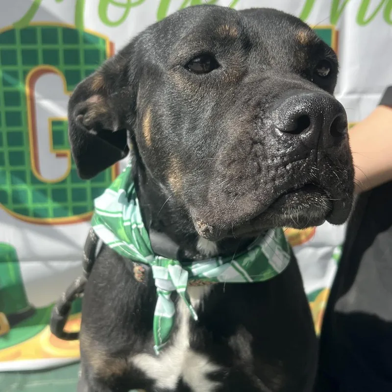 Snickers thumbnail 4