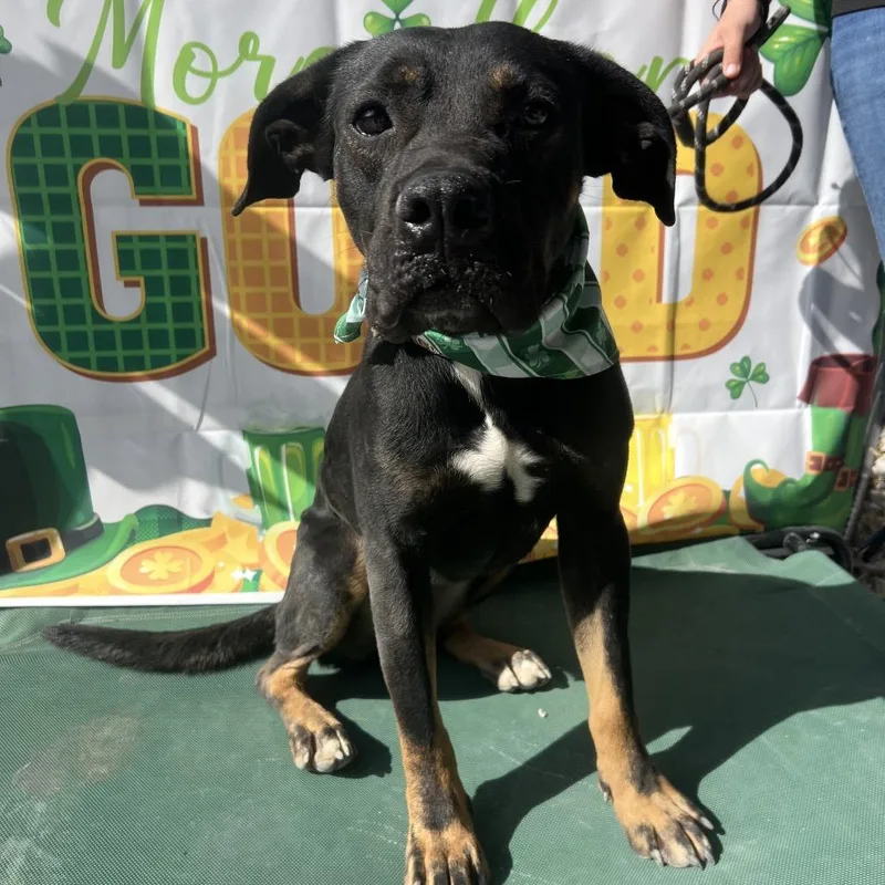 Snickers thumbnail 5