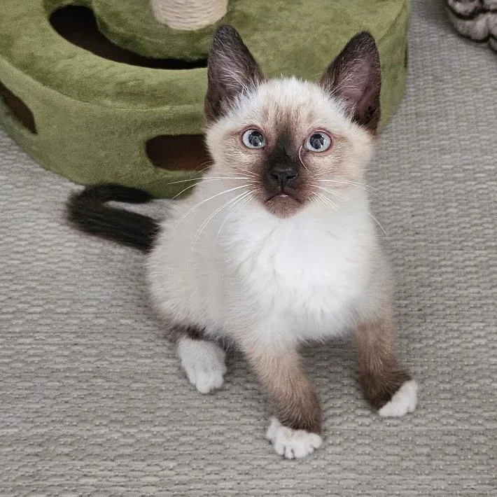A baby small-sized male American Shorthair cat named Caspian for adoption in Ventura, CA