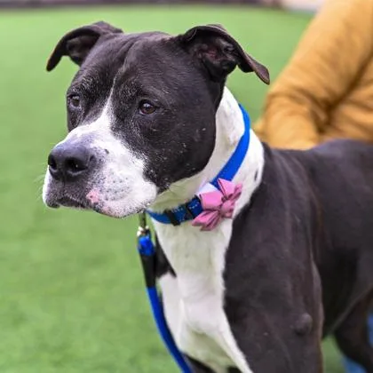 An adult large-sized female Black Pit Bull Terrier dog named Lexi in Maine for adoption in Cumberland, ME